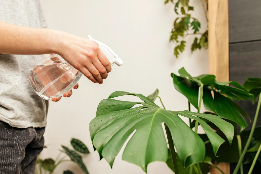 Close-up of a girl's hands spraying houseplants with a spray bottle. Plant care. Hobby for home
