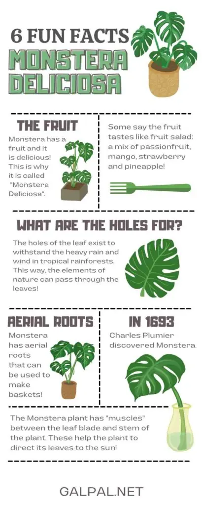 Fun facts about Monstera Delicios plant. Infographic