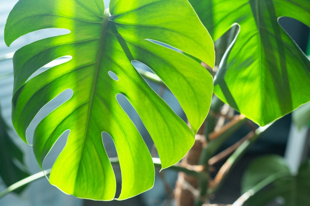 Home garden. Monstera deliciosa or Swiss cheese plant in pot tropical leaves background.