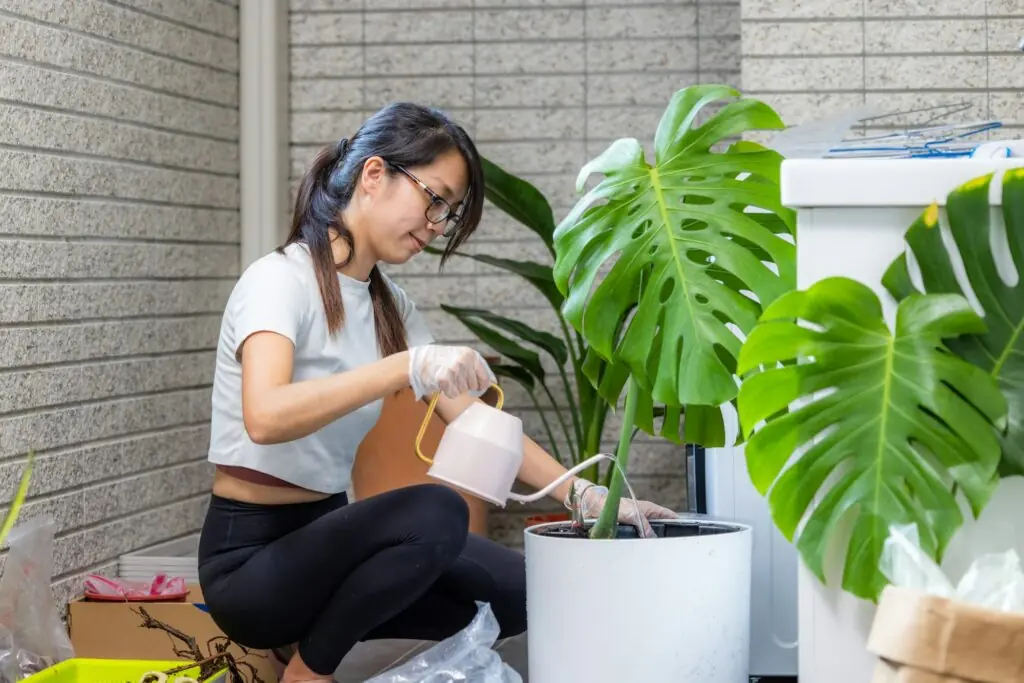 Woman put Monstera deliciosa into a pot for house plant