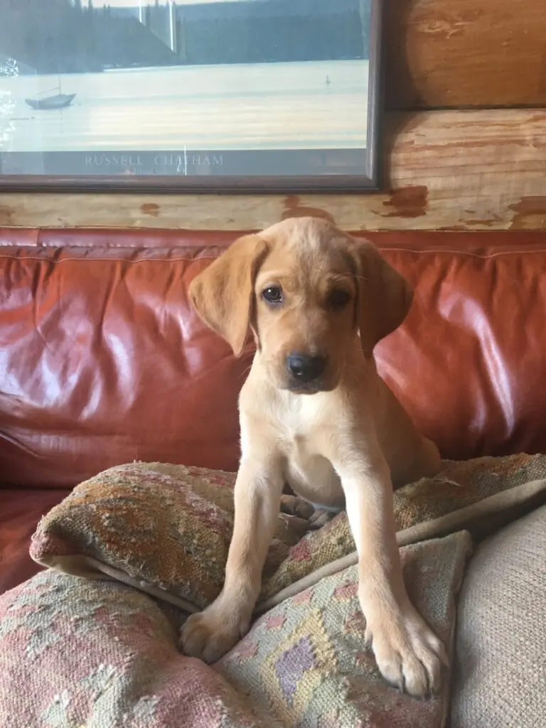 Puppy on leather sofa in log cabin