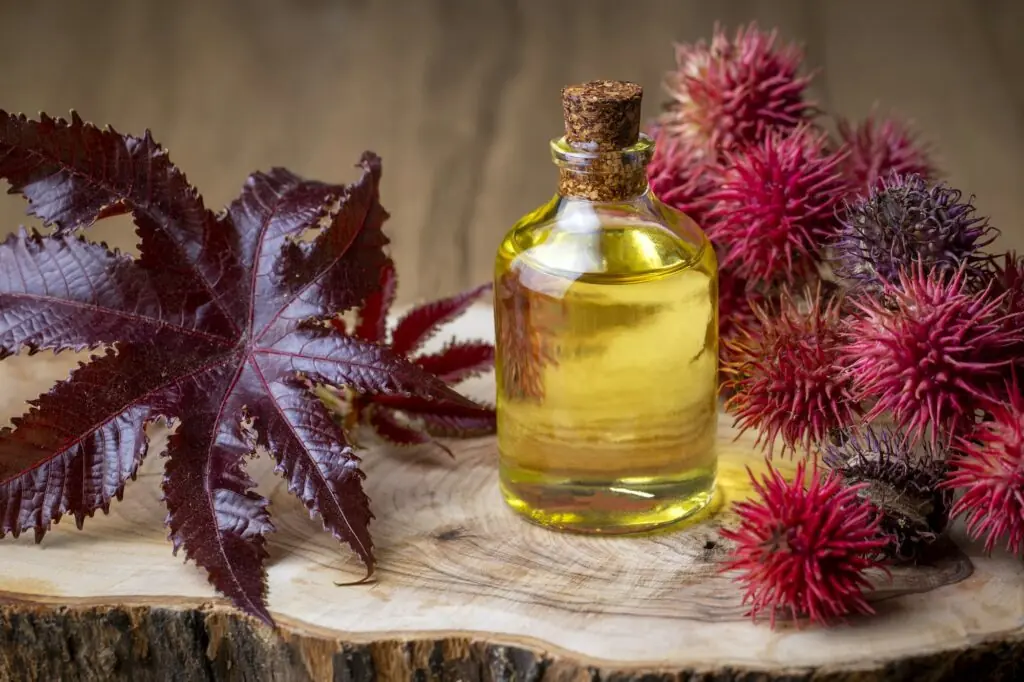 Castor oil bottle with castor fruits, seeds and leaf. Ricinus Communis plant oil.