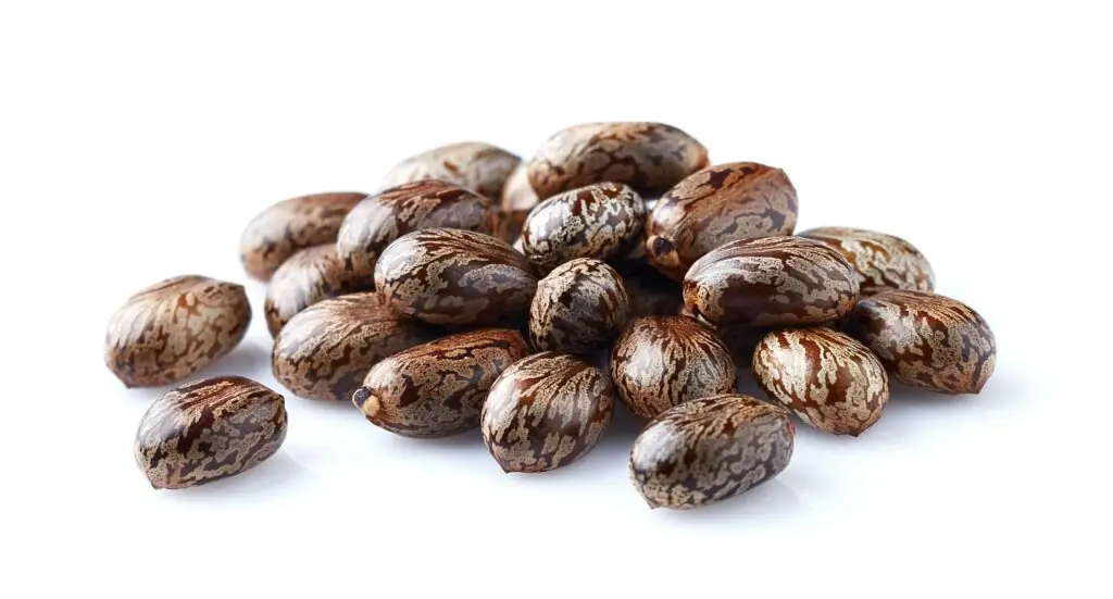 Castor oil seeds in closeup on white background