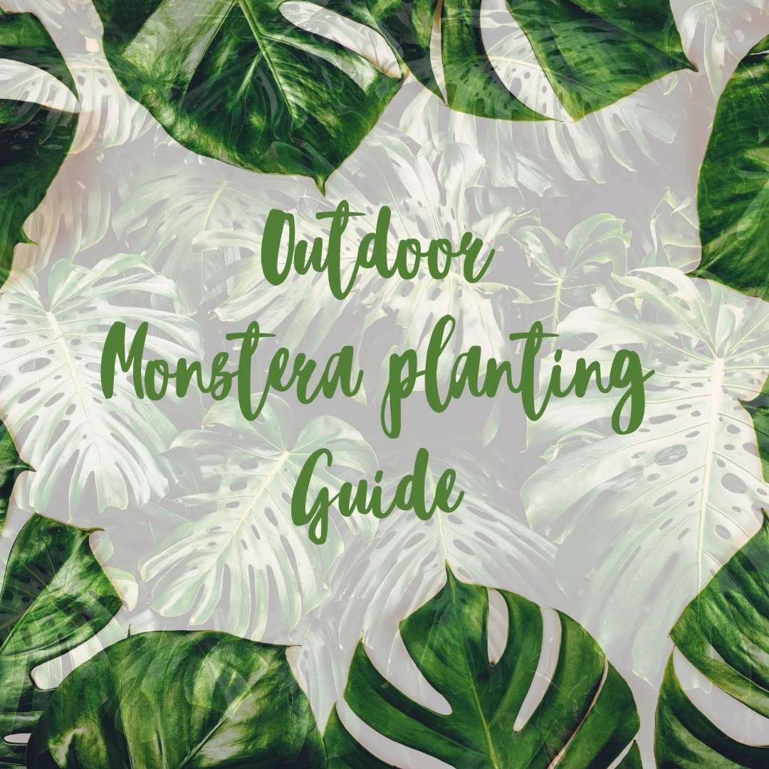 How To Grow and Care For a Monstera Deliciosa Plant Outside