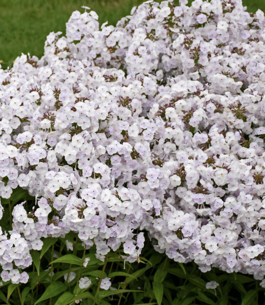 Long blooming white summer flower