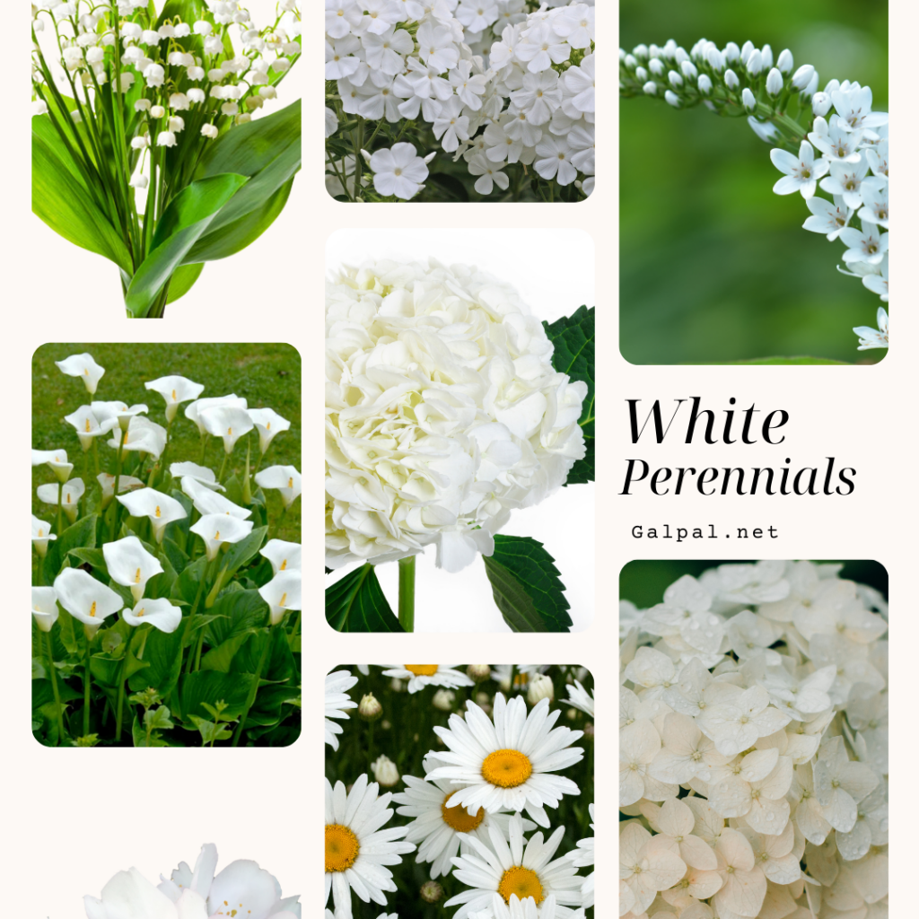 White perennials that bloom in the Summer