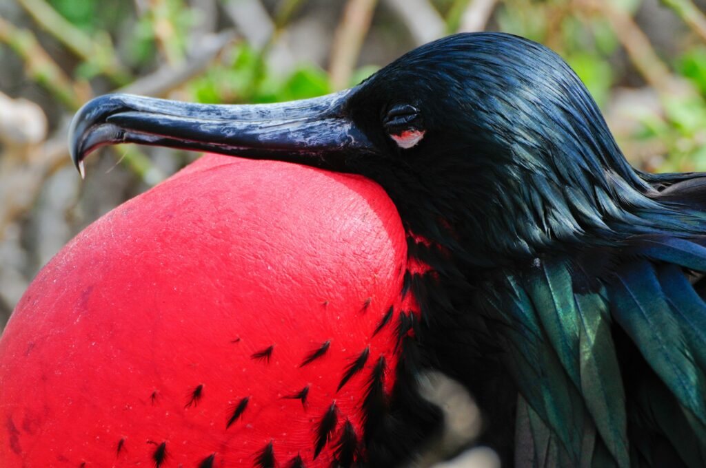 red throated frigate birds