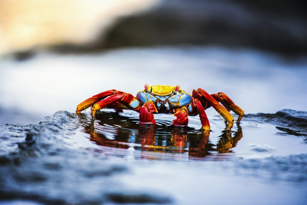 Sally Lightfoot Crab, Grapsus grapsus found in the Galapagos Islands.