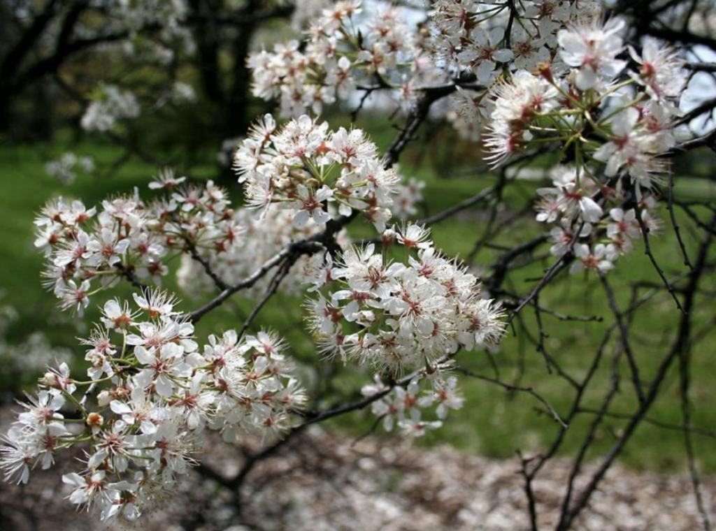 Wild Plum Tree