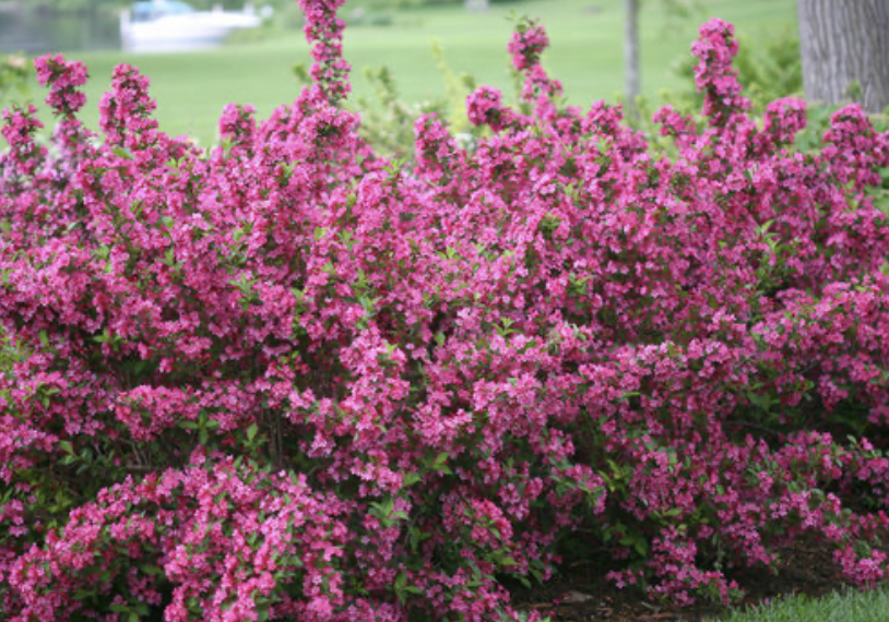 Sonic Bloom Pink Weigela (Weigela florida ‘Bokrasopin’