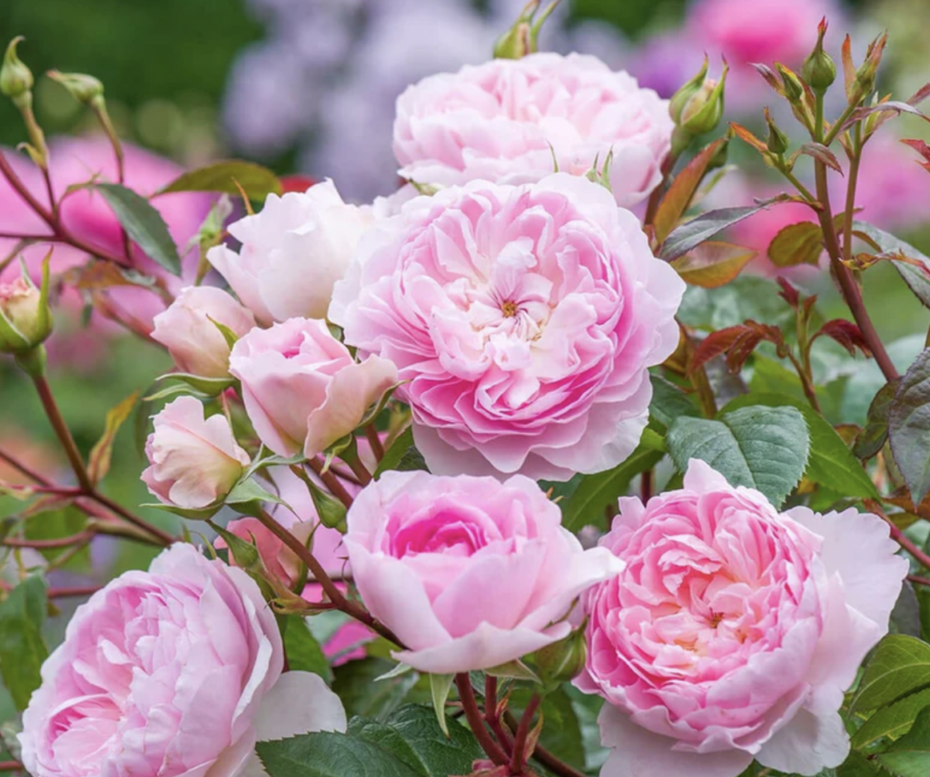 PINK SHRUB ROSES