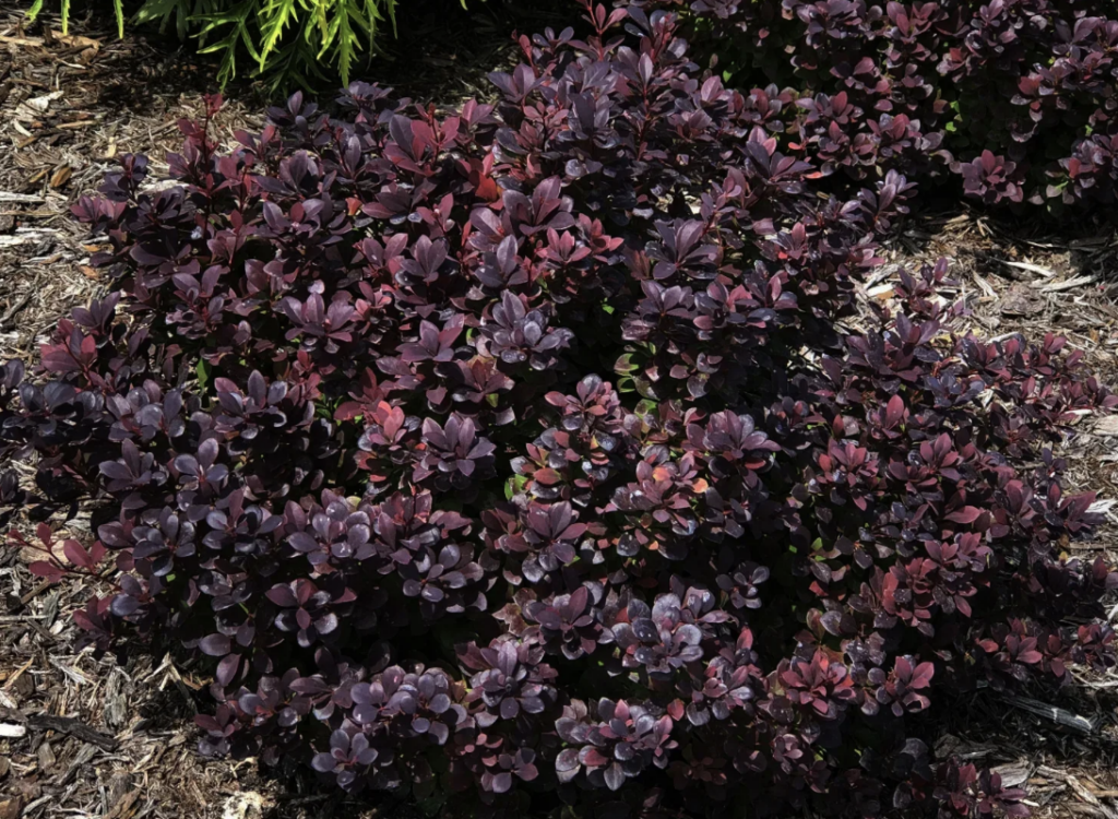 Sunjoy Todo® Barberry (Berberis x)