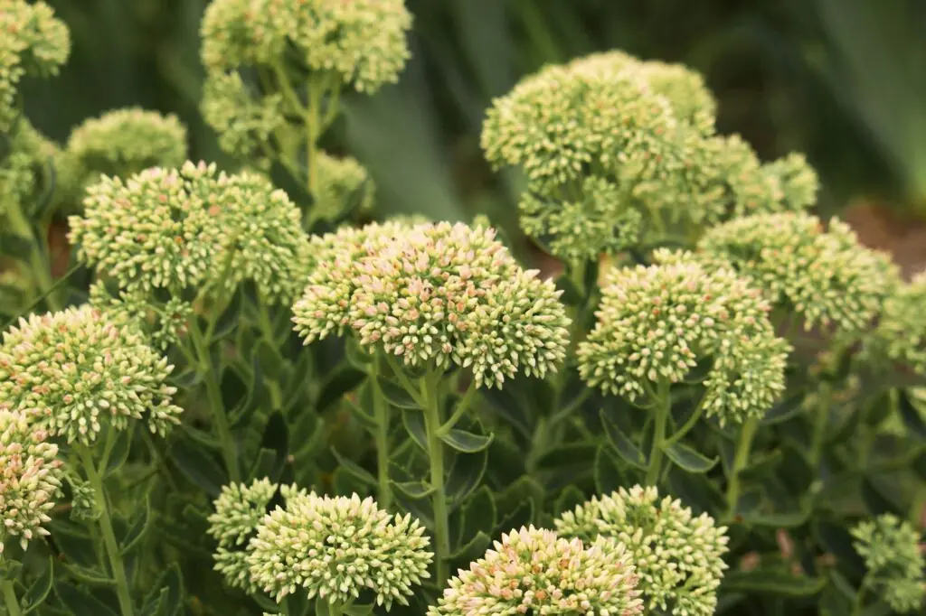 Autumn White Flower Heads of a Sedum or Hylotelephium spectabile