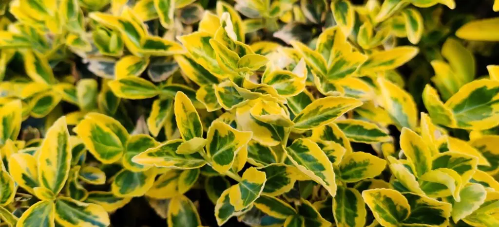 Closeup shot of a beautiful Euonymus Emerald leaves in yellow and green colors