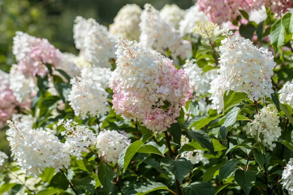 Hydrangea paniculata sort Limelight: hydrangea with green flowers blooms in the garden in summer