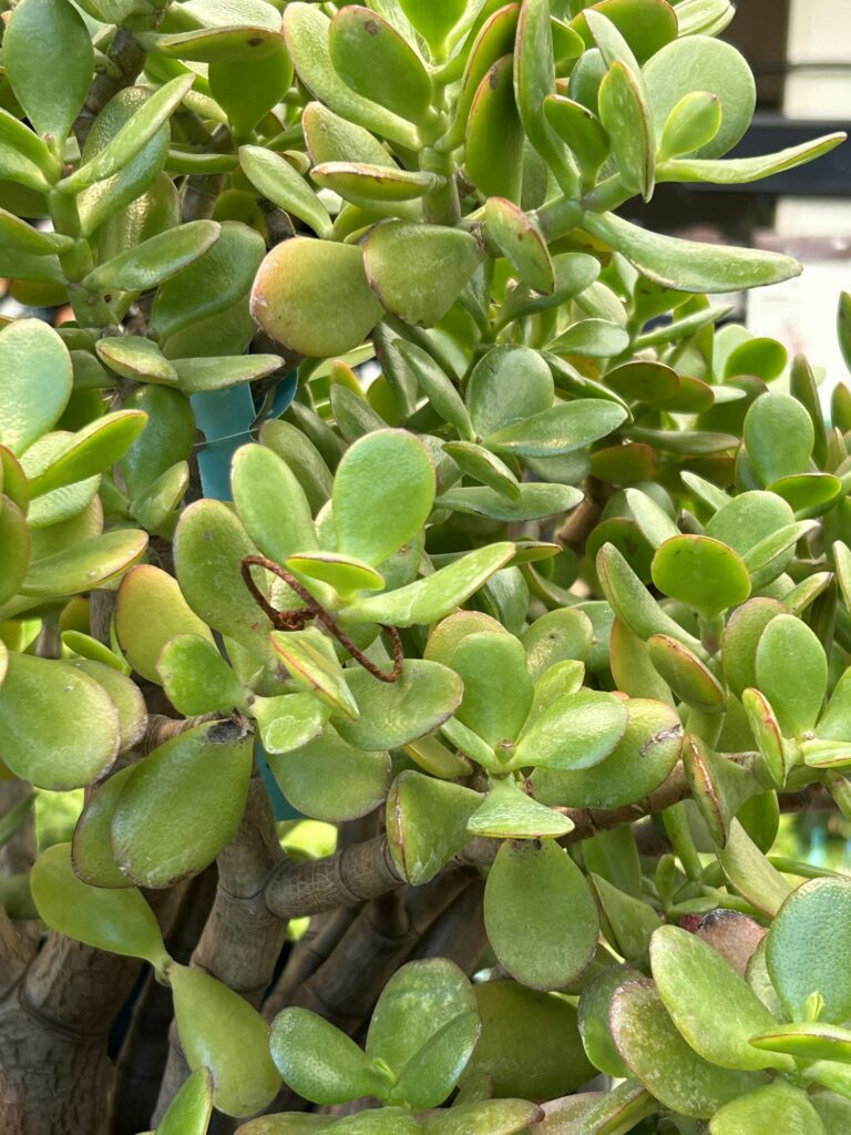 Jade plant full frame