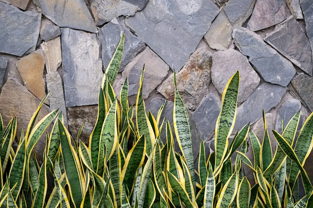 Sansevieria snake plant leaves against rocky wall, copy space.