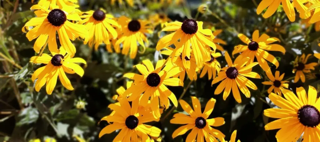 Yellow flowers of rudbeckia hirta called orange coneflower or blackeyed susan
