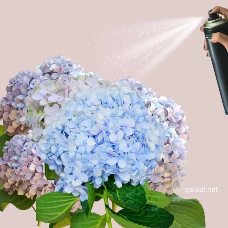 Prersere hydrangeas with hairspray