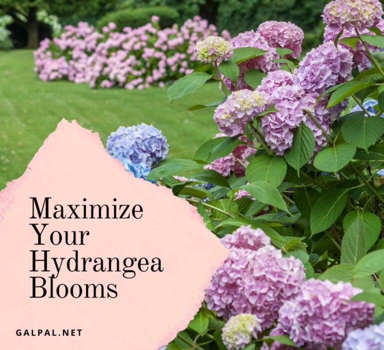 Maximize your hydrangea blooms