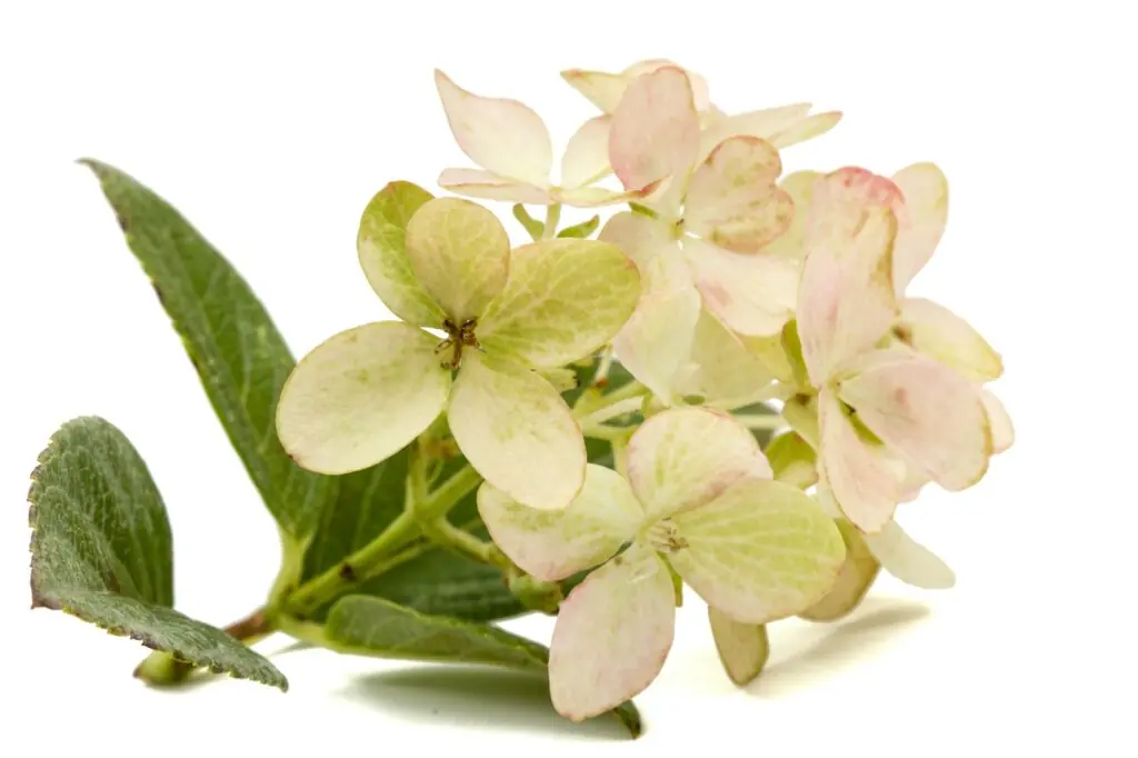 Inflorescence of hydrangea, lat. Hydrangea paniculata, isolated on white background