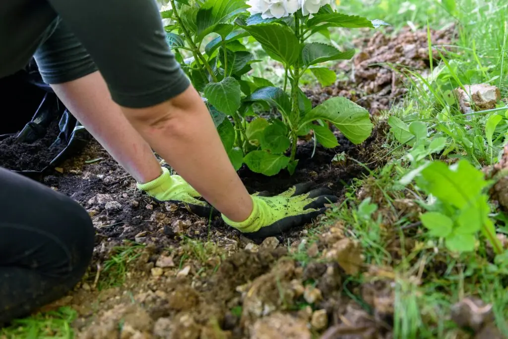 Woman planting hortensia or Hydrangea flower in garden