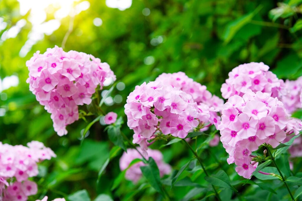 blooming phlox bush in sunlight in the garden, summer floral background