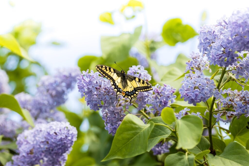 colorful swallowtail butterfly on a branch of blooming lilac.