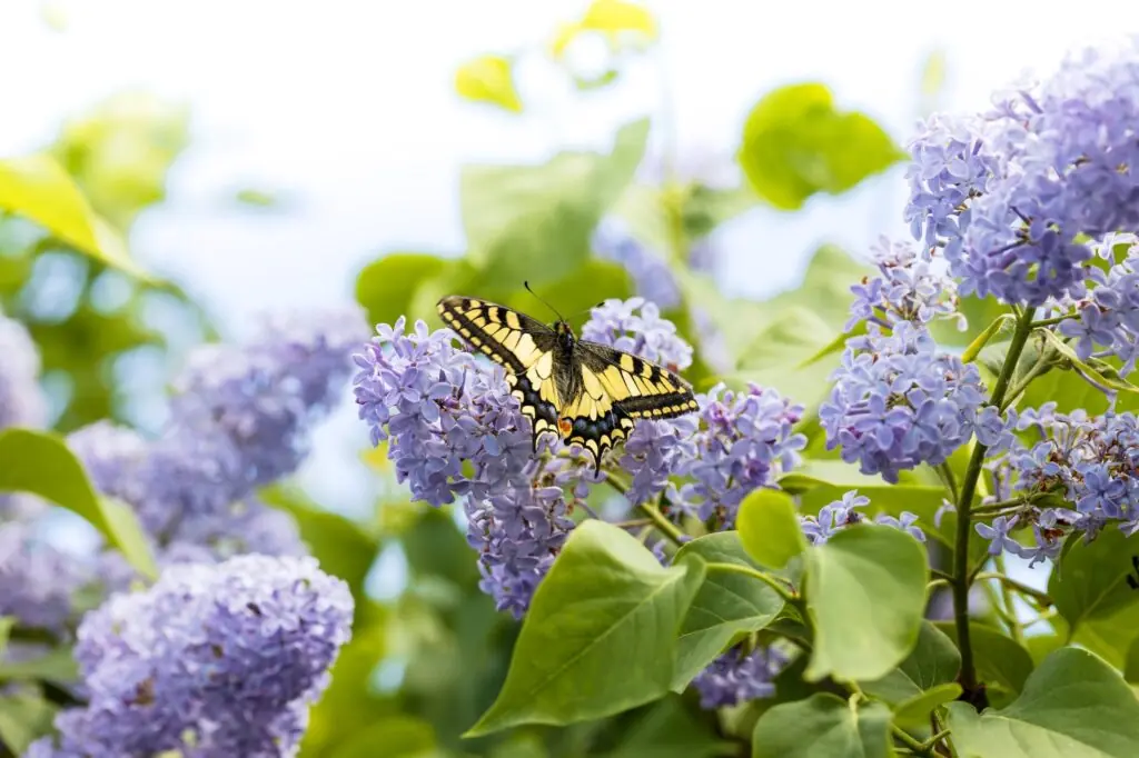 colorful swallowtail butterfly on a branch of blooming lilac.