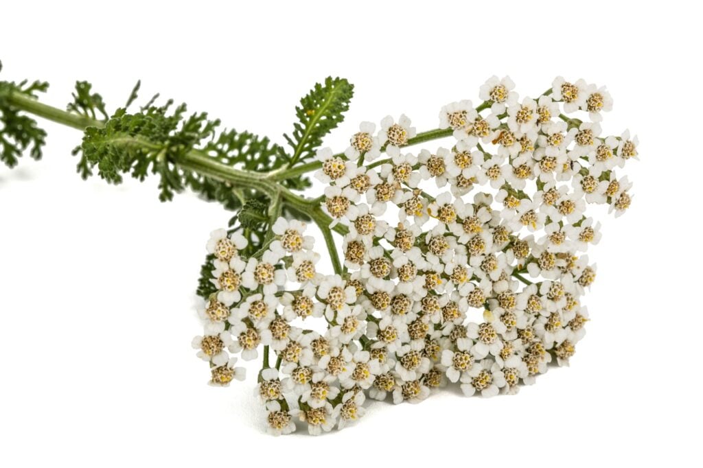 Flowers of yarrow, lat. Achillea millefolium, isolated on white background