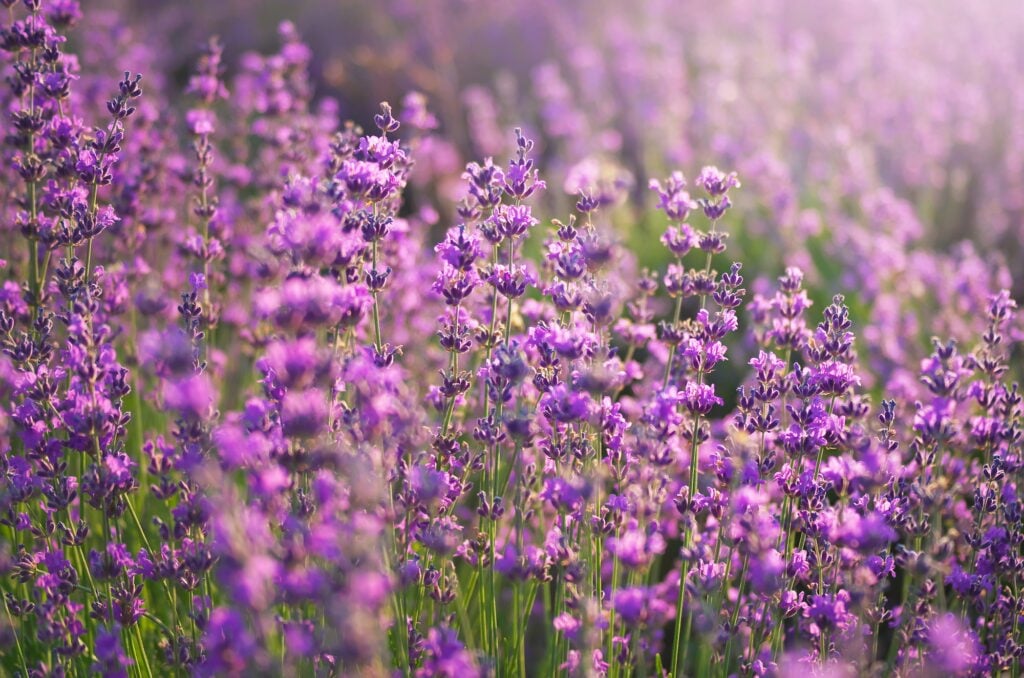 Lavender meadow