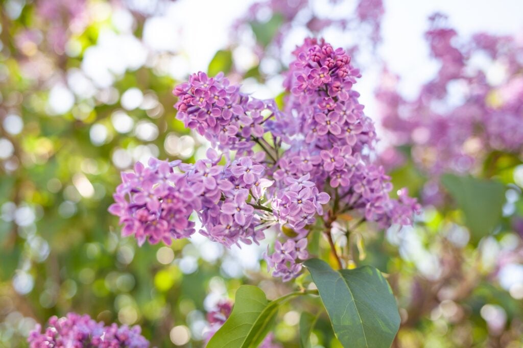 Lilac blossom flowers spring view. Spring lilac flowers. Lilac blooms. A beautiful bunch of lilac.