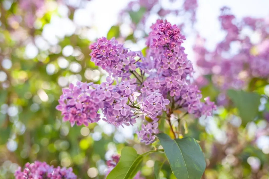 Lilac blossom flowers spring view. Spring lilac flowers. Lilac blooms. A beautiful bunch of lilac.