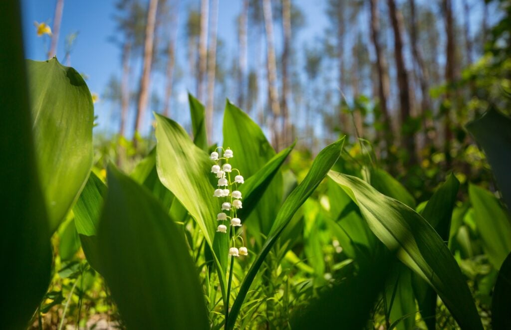 Lilly of the valley