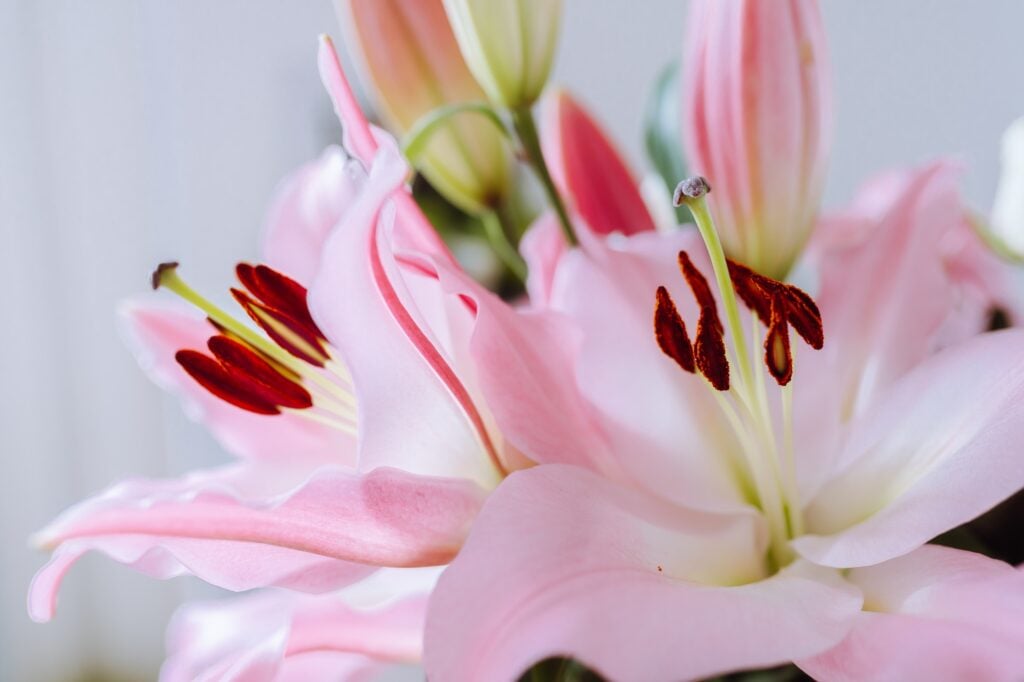 lily flower closeup pink color
