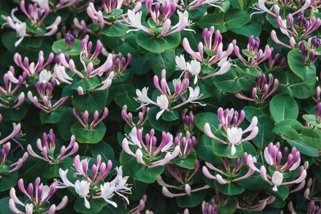 Sweet honeysuckle (Lonicera caprifolium) plant with pink fragrant flowers
