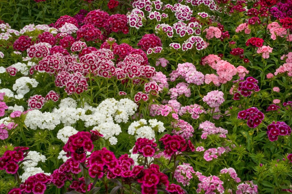Sweet william flowers in the garden.