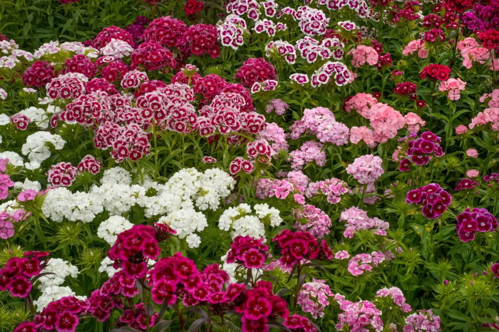 Sweet william flowers in the garden.