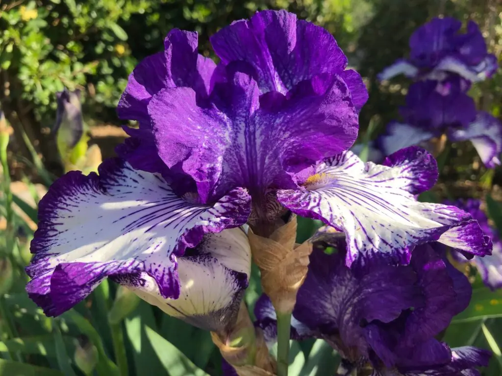 Tall bearded iris ‘Art Deco’ , a beautiful purple and white iris, flowering in the springtime