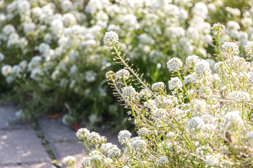 white loburia flowers close-up. natural flower background