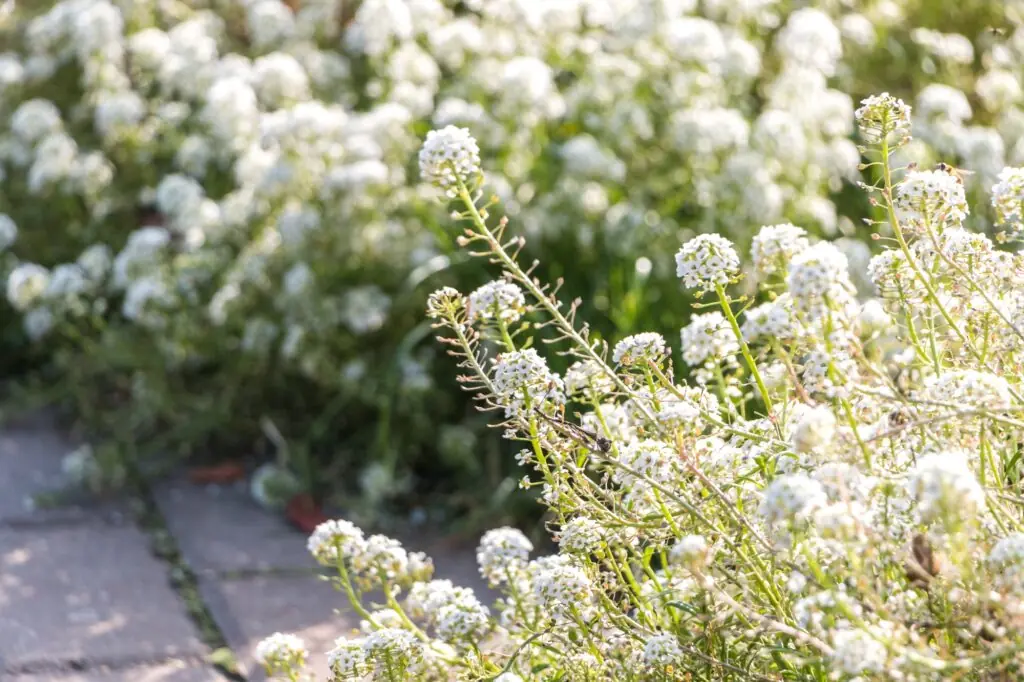 white loburia flowers close-up. natural flower background