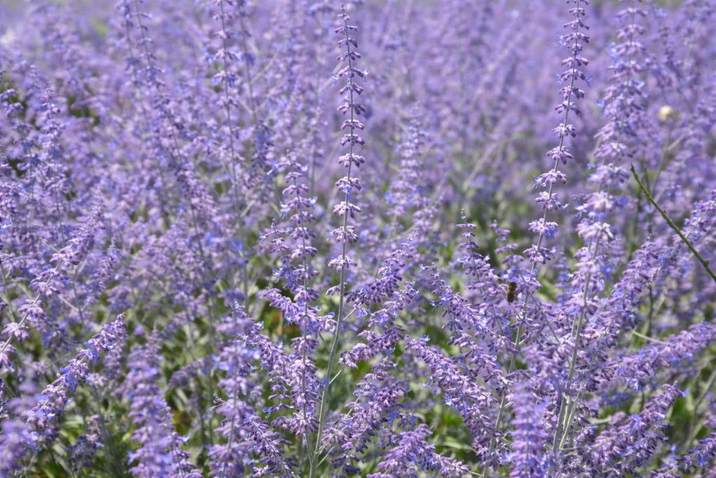 Lavender as a fragrant flower