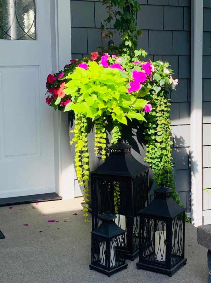 Planter on my front porch with beautiful flowers and plants