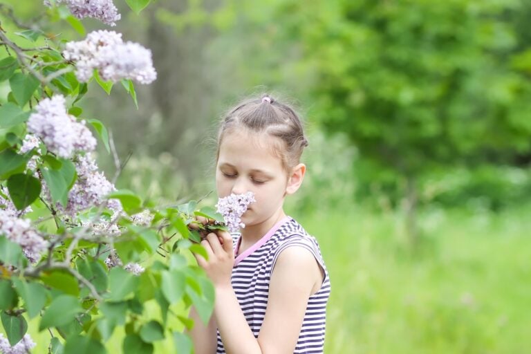 Little adorable girl in striped dress smelling the fragrant flowers of blooming Syringa plant