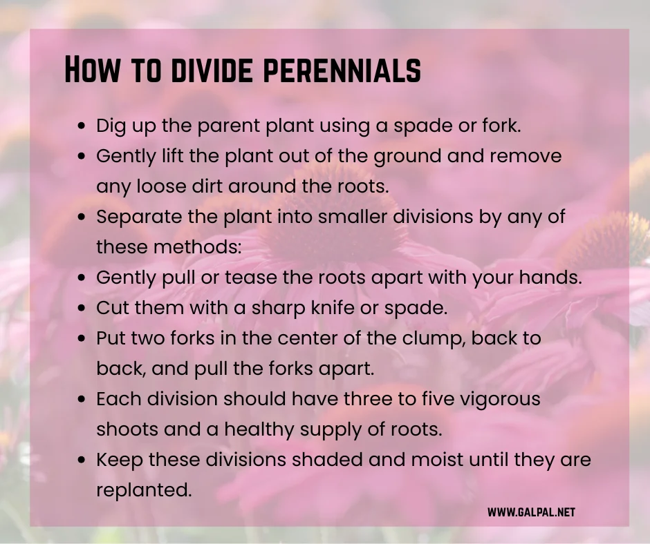 How to divide perennials 