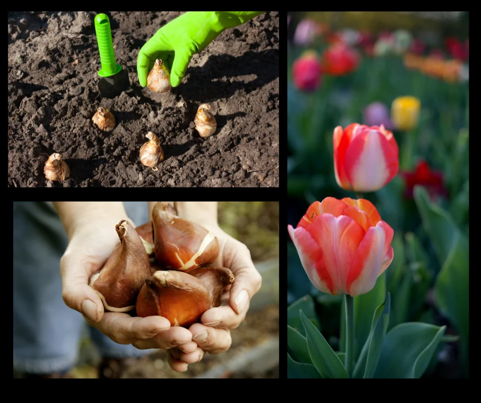 planting bulbs in the fall