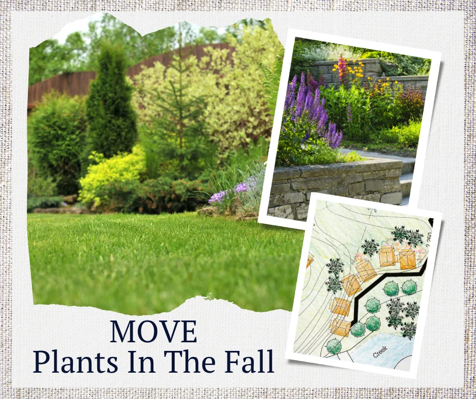 move plants in the fall 