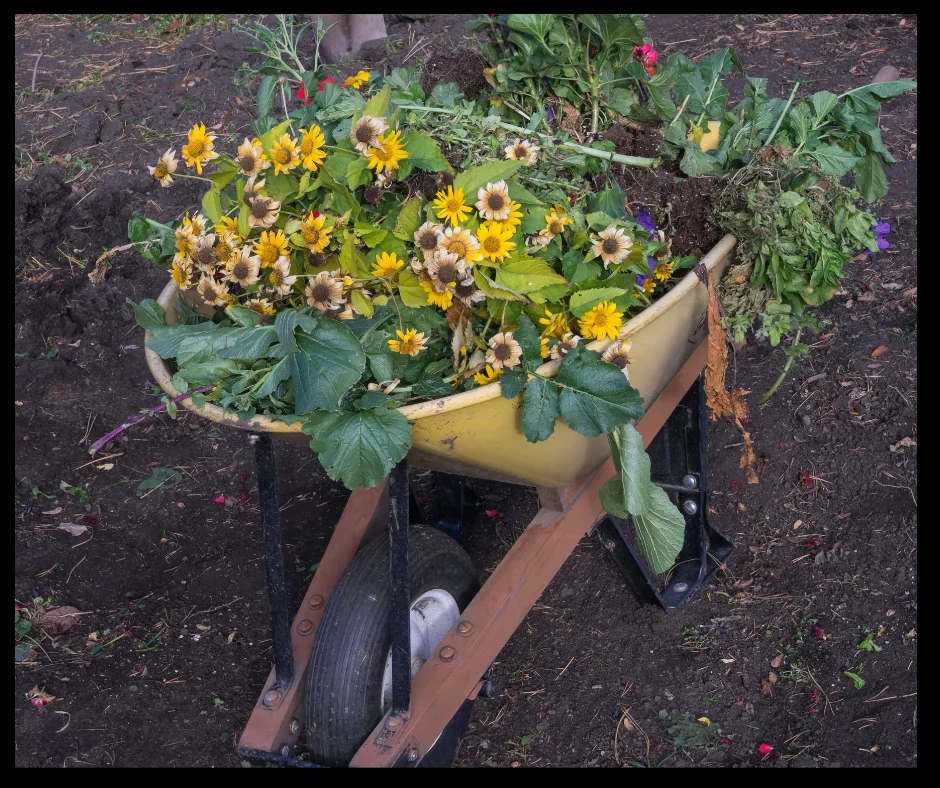 wheelbarrel full of dead flowers and shrubs