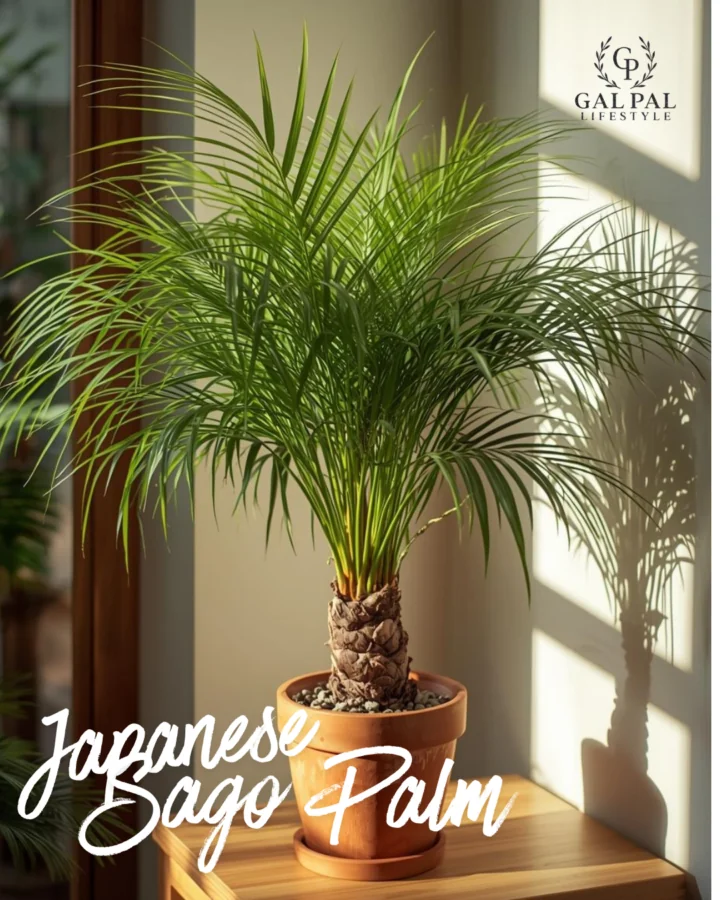 Japanese Sago Palm 