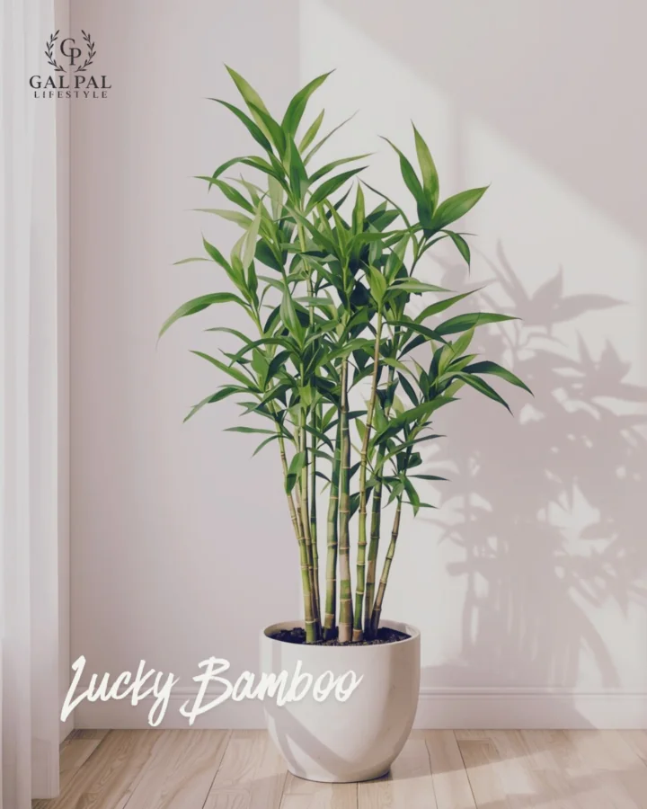lucky bamboo for low light rooms